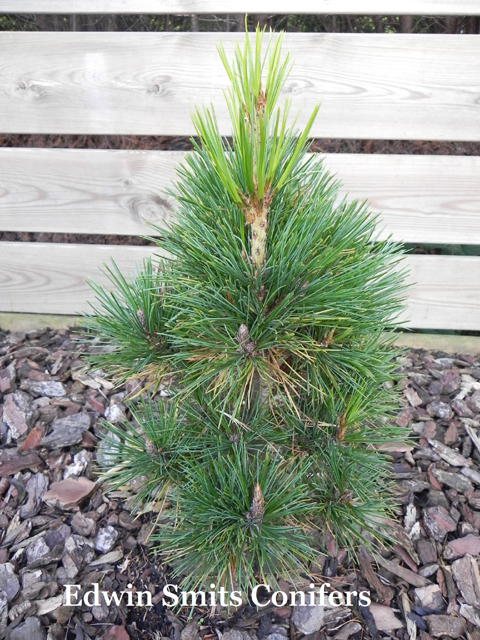 Pinus sibirica 'On I Ona' (# 042)